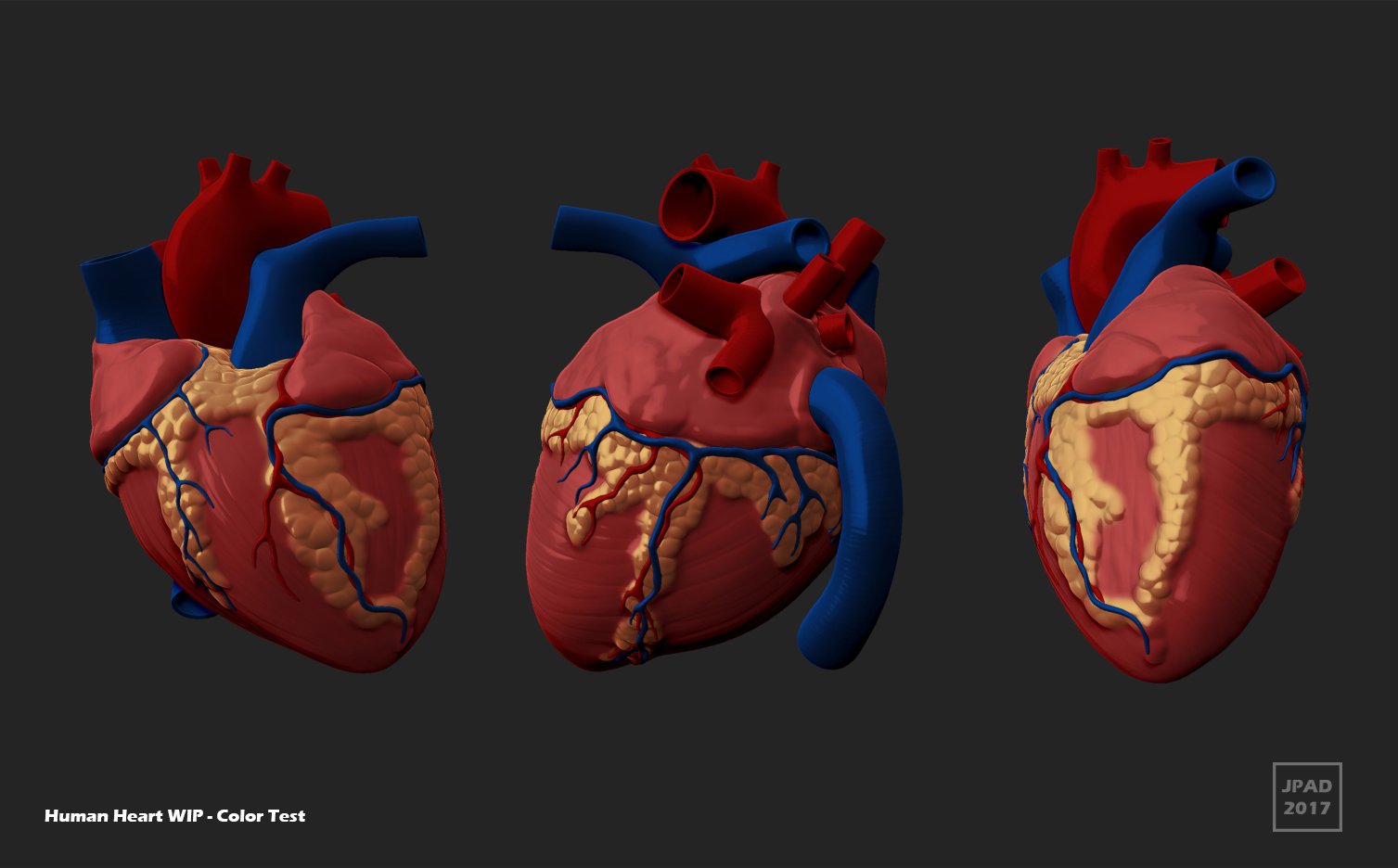 Human_Heart_JPad_Model_Sheet_Color Test.jpg