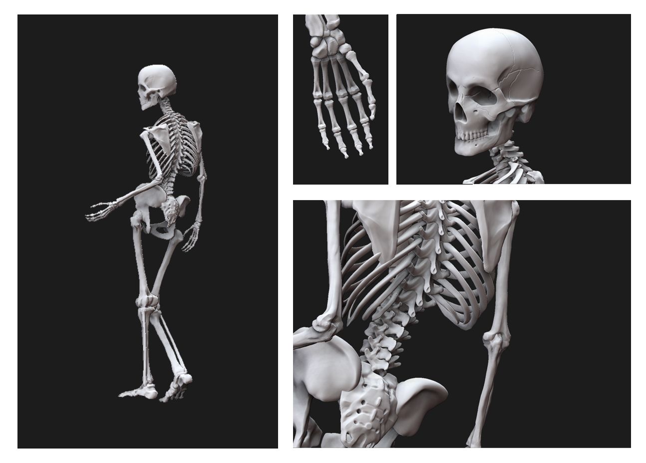 Skelett2.jpg