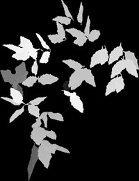 LeafAlpha.jpg