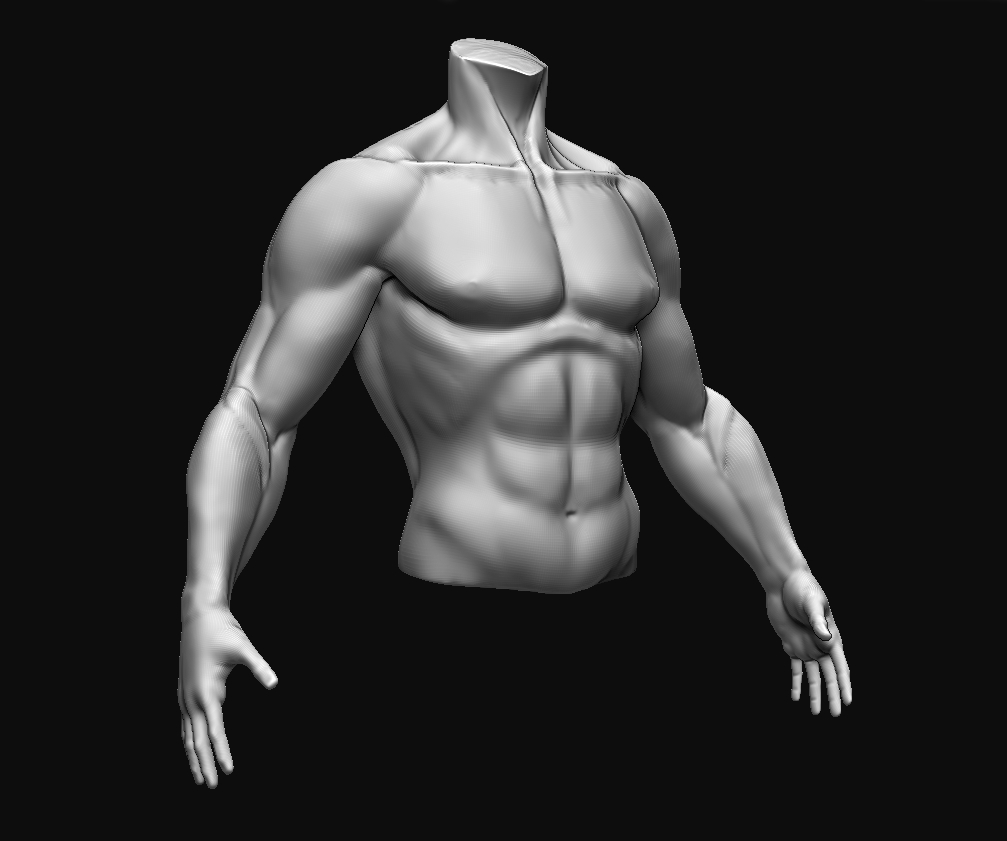 Torso_Study_Front.jpg
