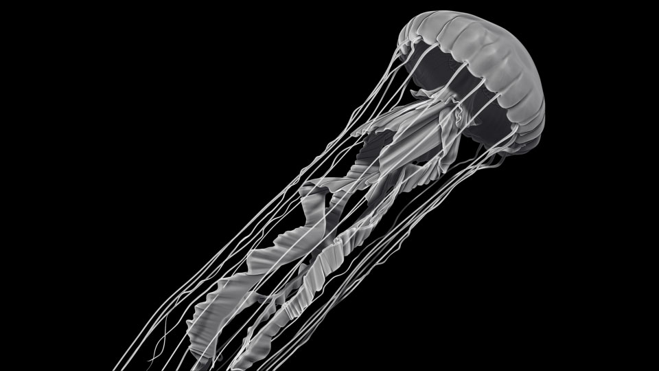 jellyfish.jpg