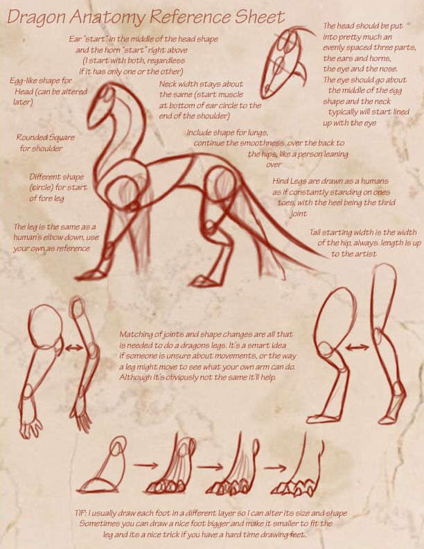Dragon_Anatomy_Reference_Sheet_by_Shinju_the_Dragon.jpg