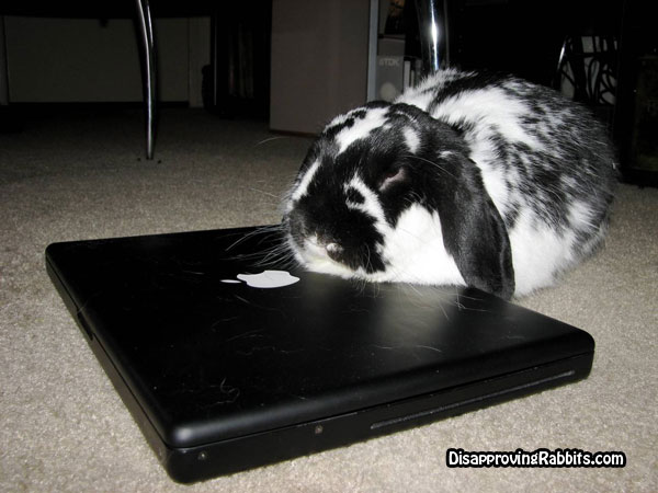 bunnmac.jpg