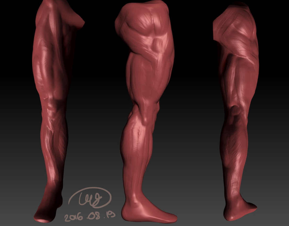 anatomyleg.jpg