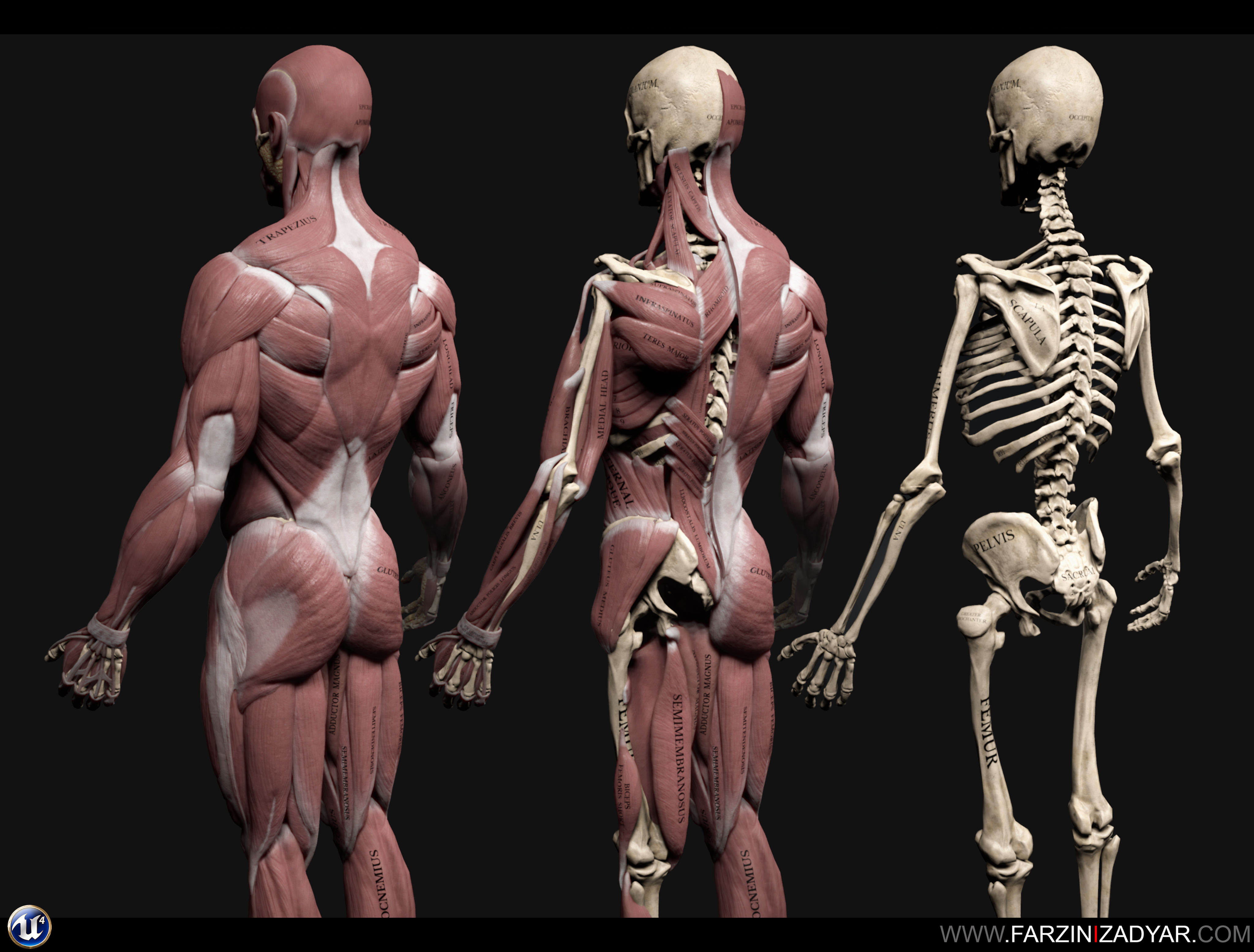 Human h. Анатомия человека мышцы 3д. 3d атлас анатомии человека мышцы. ХЬЮМАН диджитал боди анатомия. Анатомический атлас человека 3д.