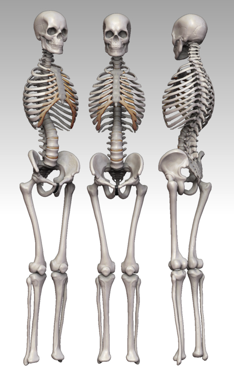Skeletonlineup_noarms.jpg