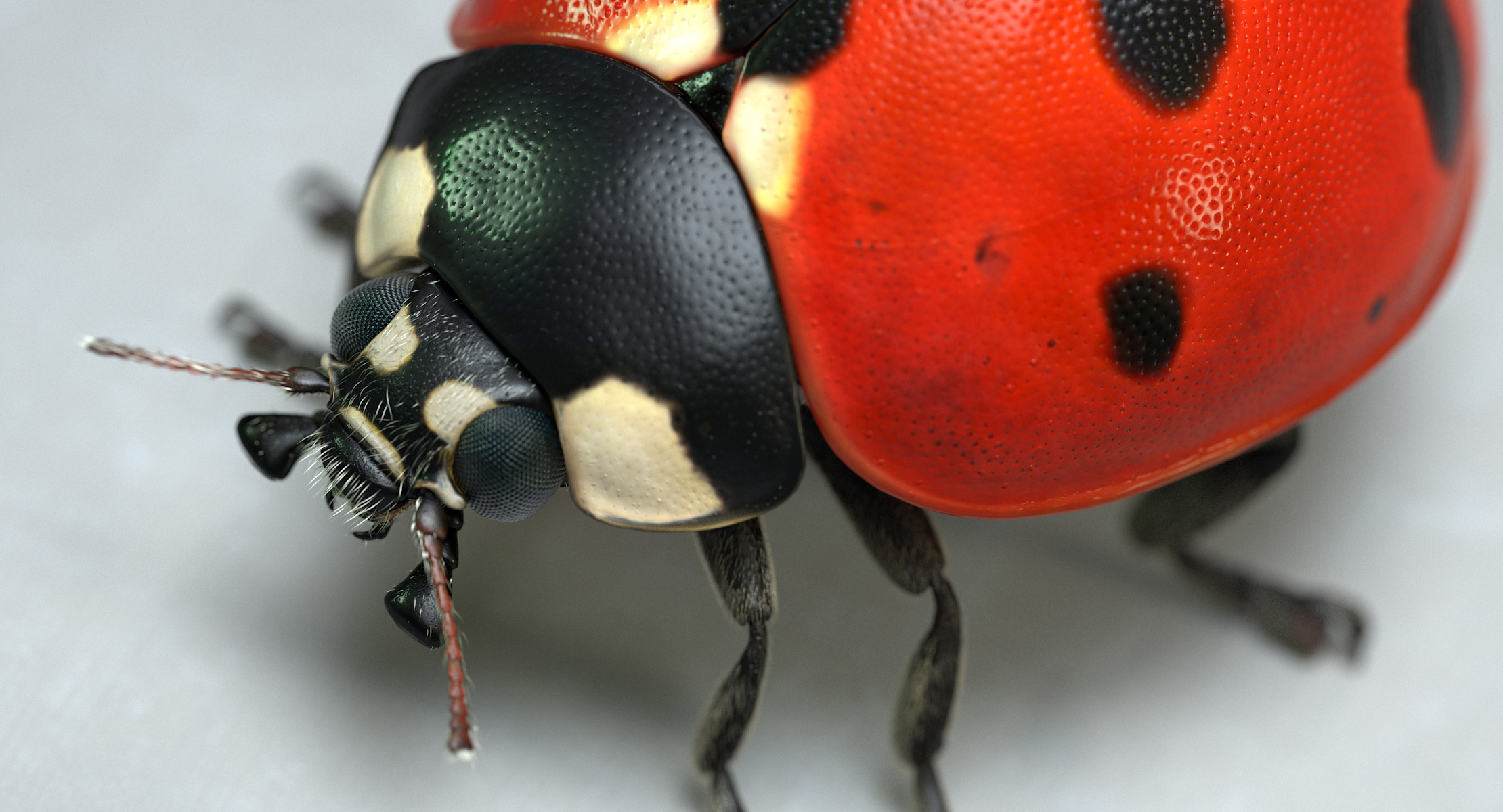 LadybugV02_imagesTS_00012.jpg