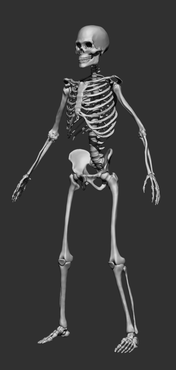 full_body_skeleton_02.jpg