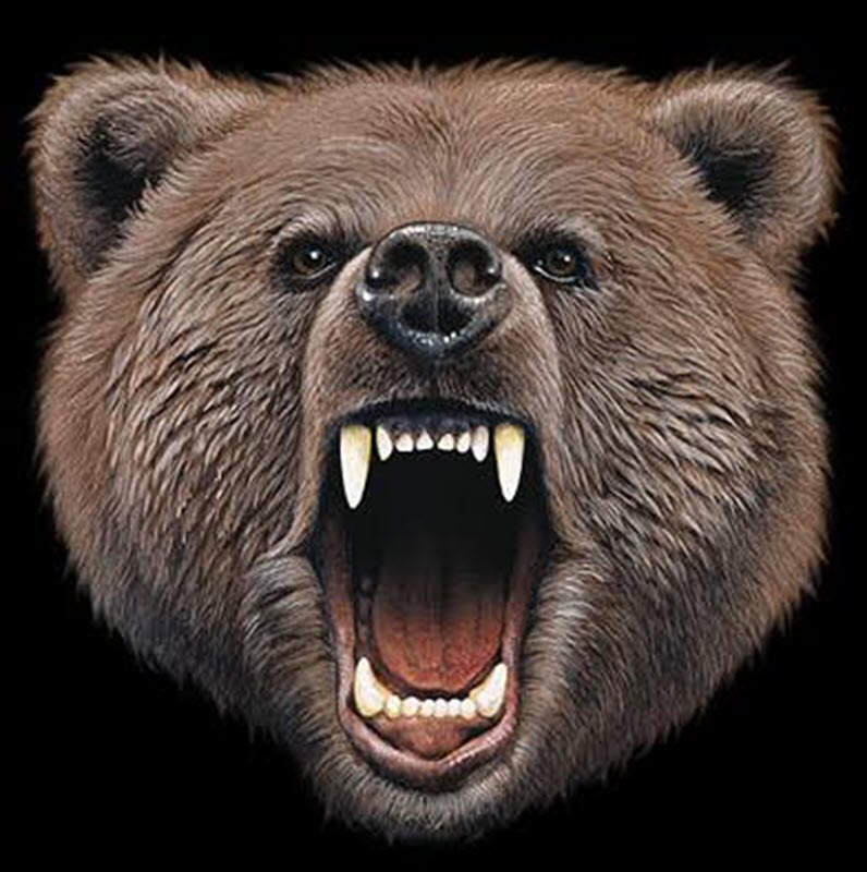 Bear Growl 2x Scale.jpg
