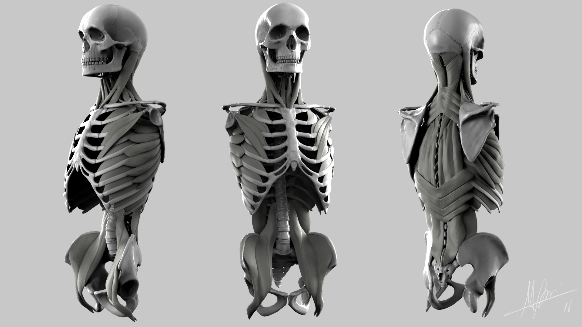 muscles-torso.jpg