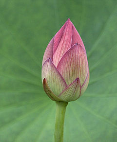 240px-LotusBud0048b
