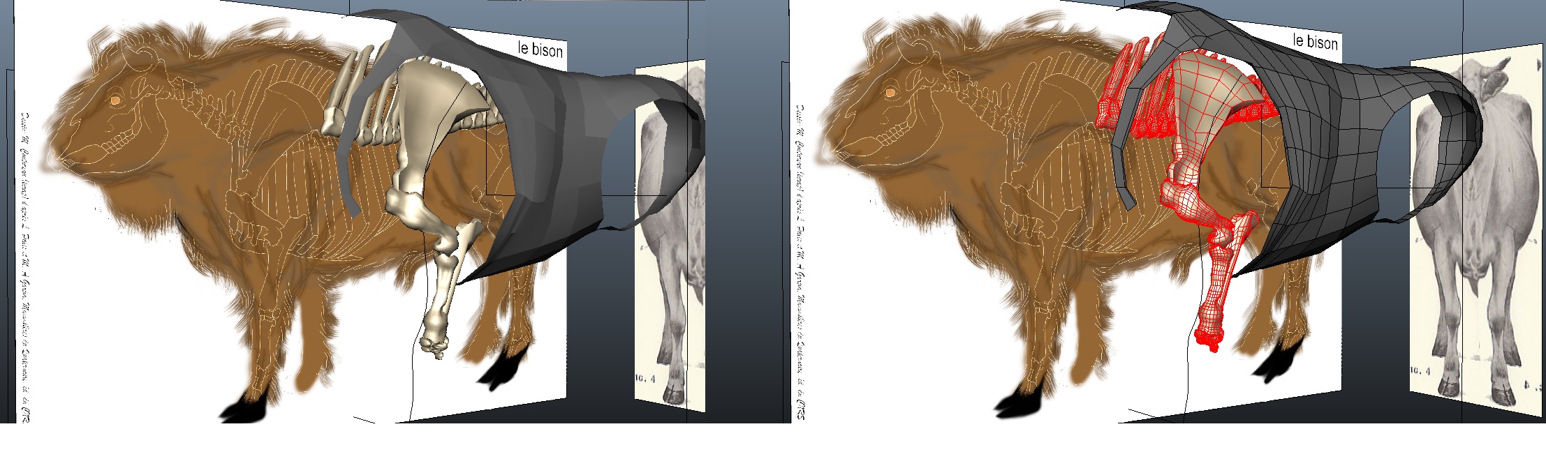 tauros progression.jpg