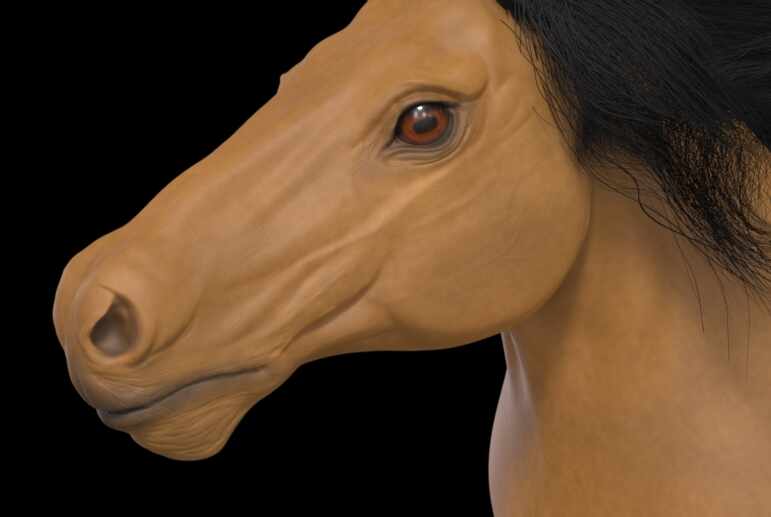 Horse1