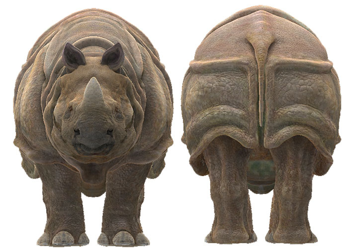 Rhino04.jpg