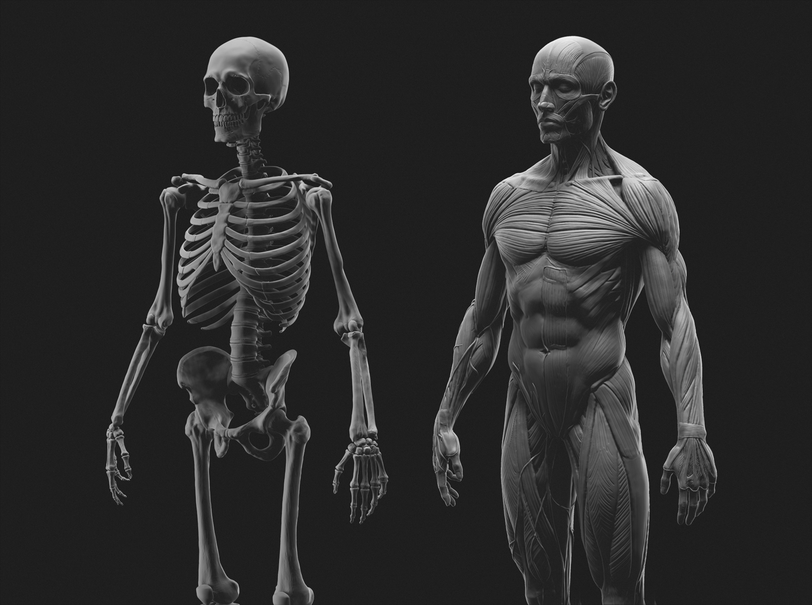 Три д скелет человека. Анатомия. Скелет человека. Скелет торса анатомия.