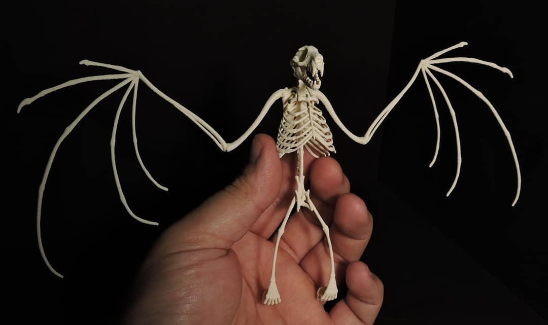Bat-Skeleton-Printed%202