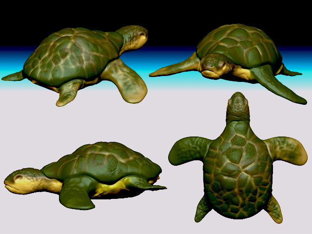tortoise.jpg