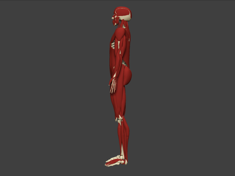 Muscles Left.jpg