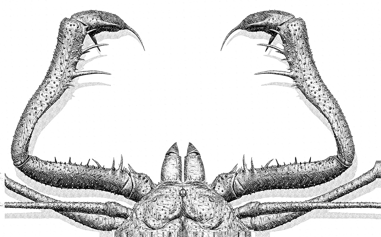 A_coronatus_006.jpg