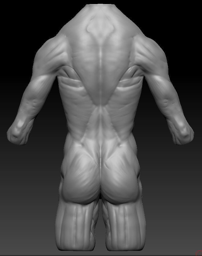 Torso2.JPG