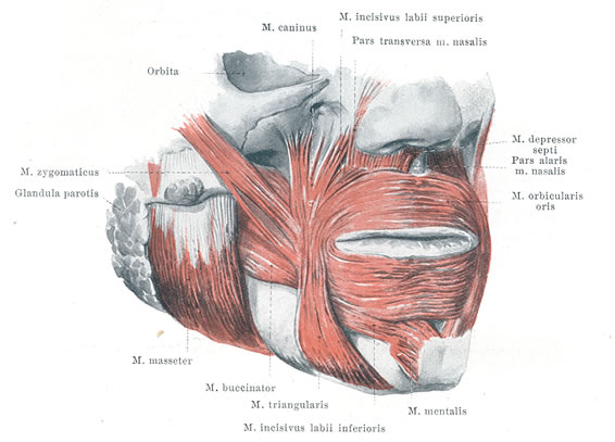 HandAtlas_lowerface_3-4view.jpg