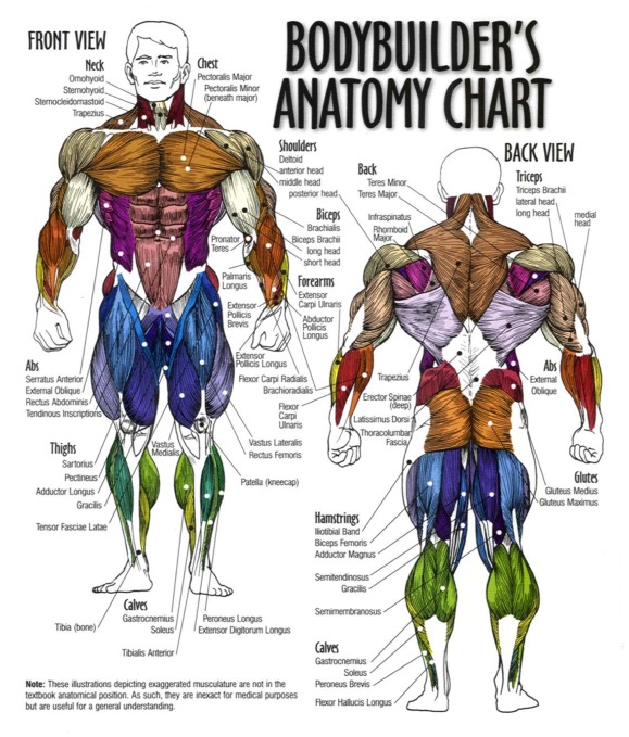 Bodybuilders_Anatomy_Chart-8in.jpg