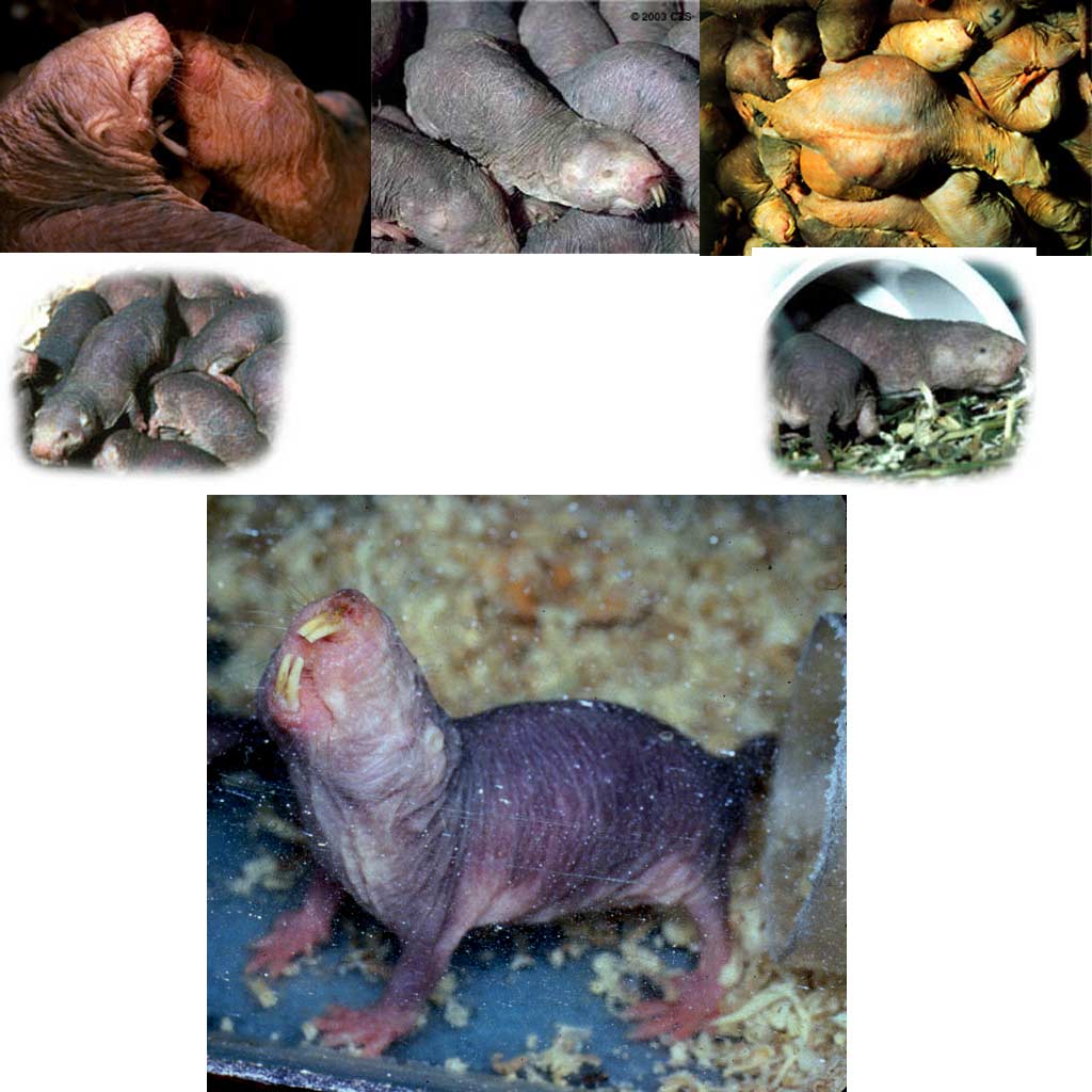 Naked-Mole-Rat-Comp.jpg