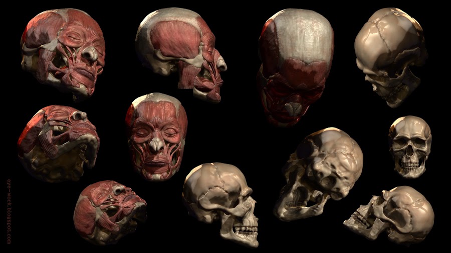 face_muscles_compilation_f.jpg