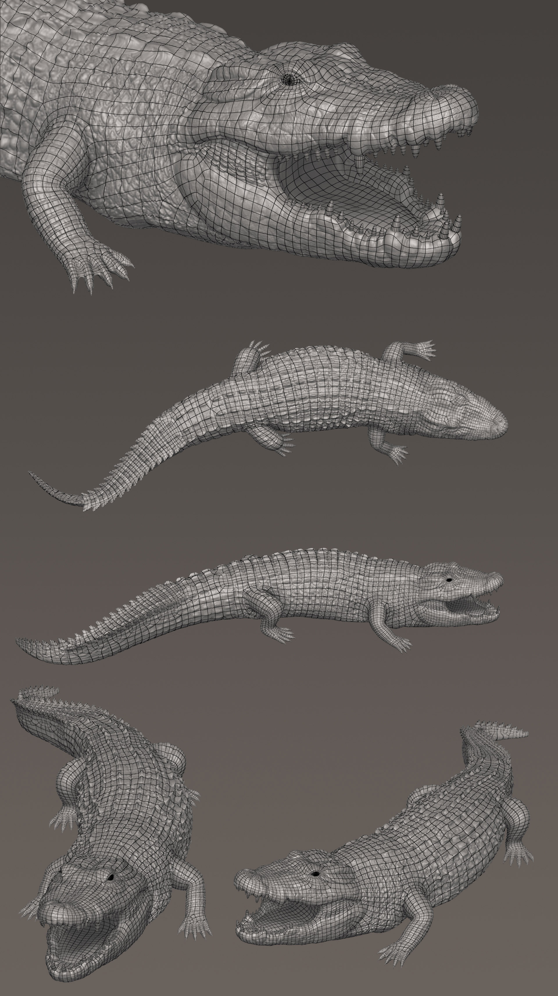 ivan-kocic-crocodilepresentation-wire.jpg