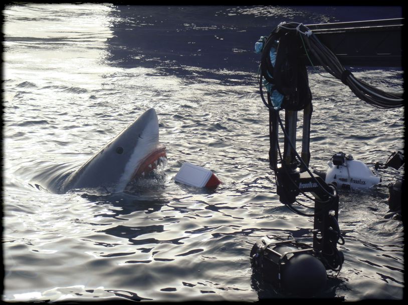 shark005.jpg