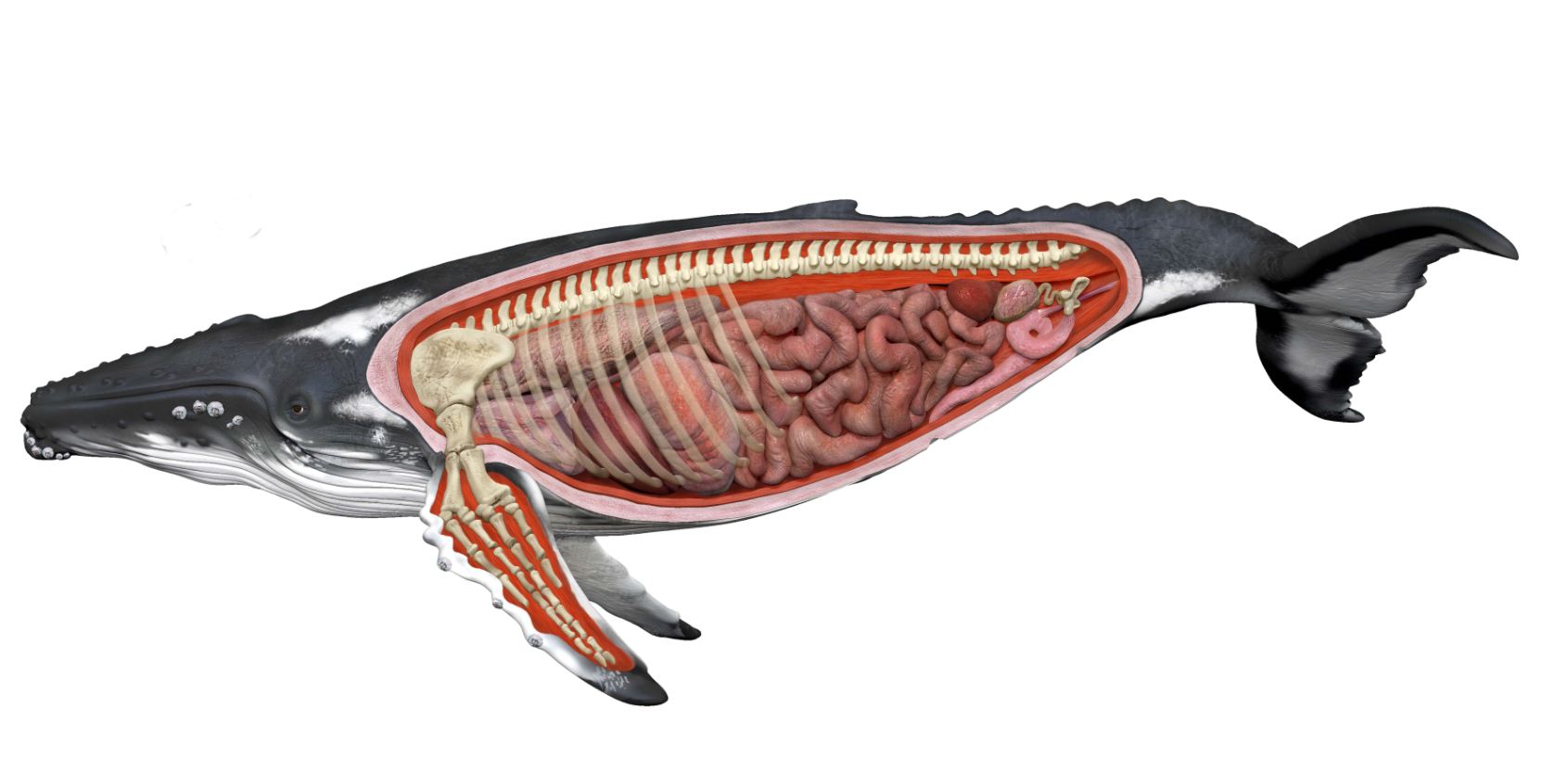 Печень кита. Анатомия горбатого кита. Анатомия китообразных пищеварительная система. Гренландский кит скелет. Пищеварение системы кита.