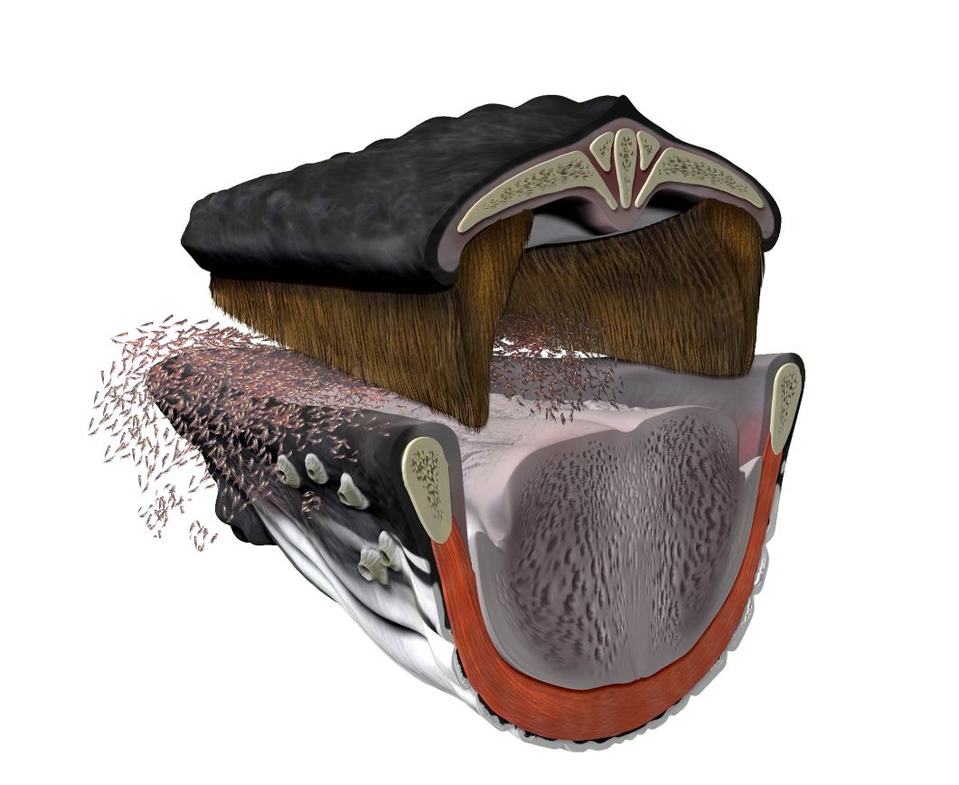 whale head.JPG