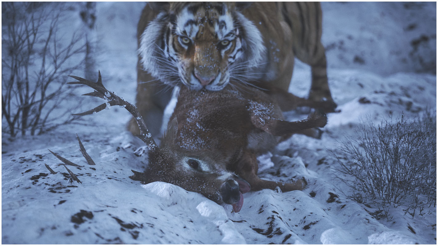 Tiger_05.jpg