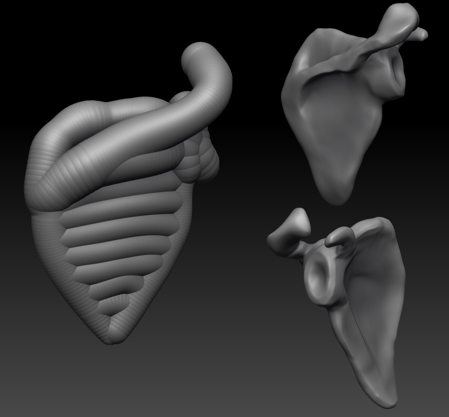 scapula.jpg