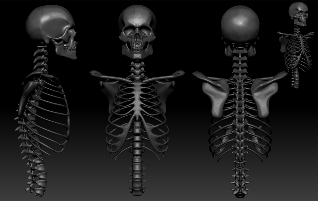 skele.jpg