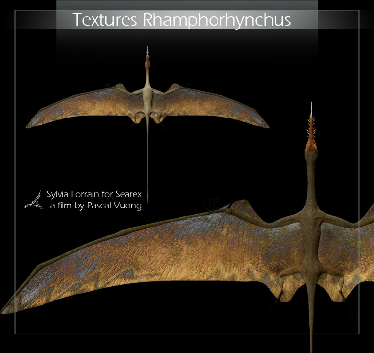 Rhamphorhynchus05.jpg