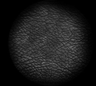 shark_skin.jpg