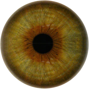 real eye brush.jpg