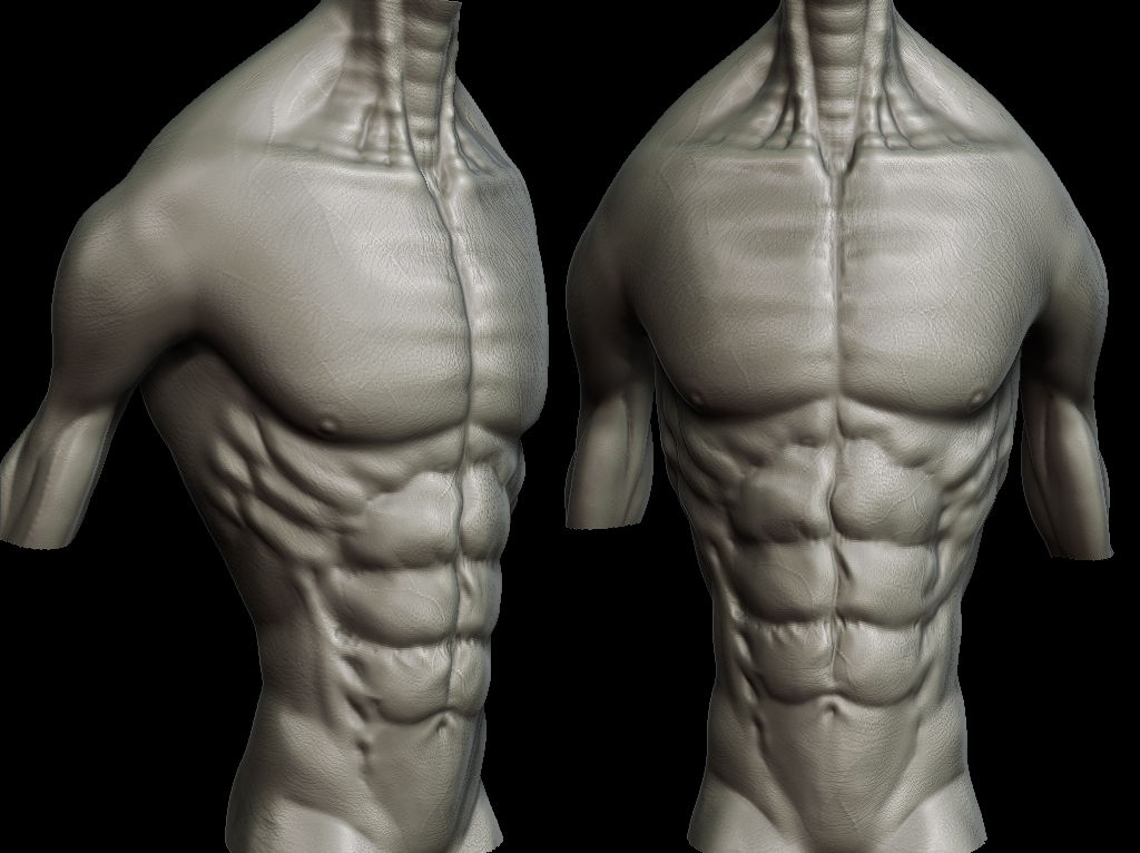 torso.jpg