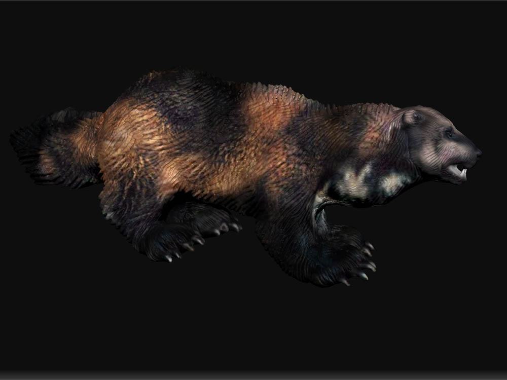 WOLVERINE 6.jpg
