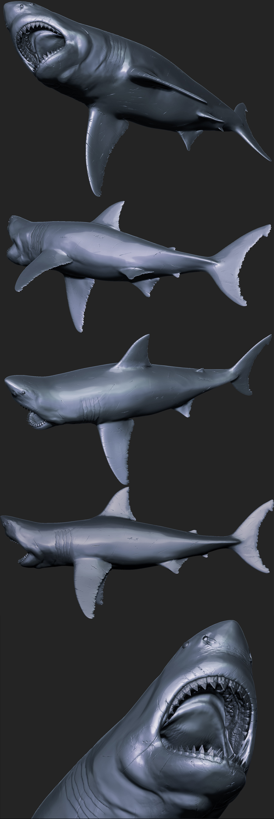 shark_WIP_001.jpg