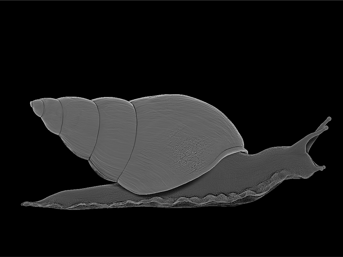 Snail_render_5.jpg