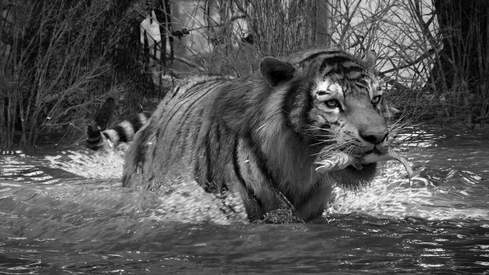 Tiger_ZBrush03.jpg