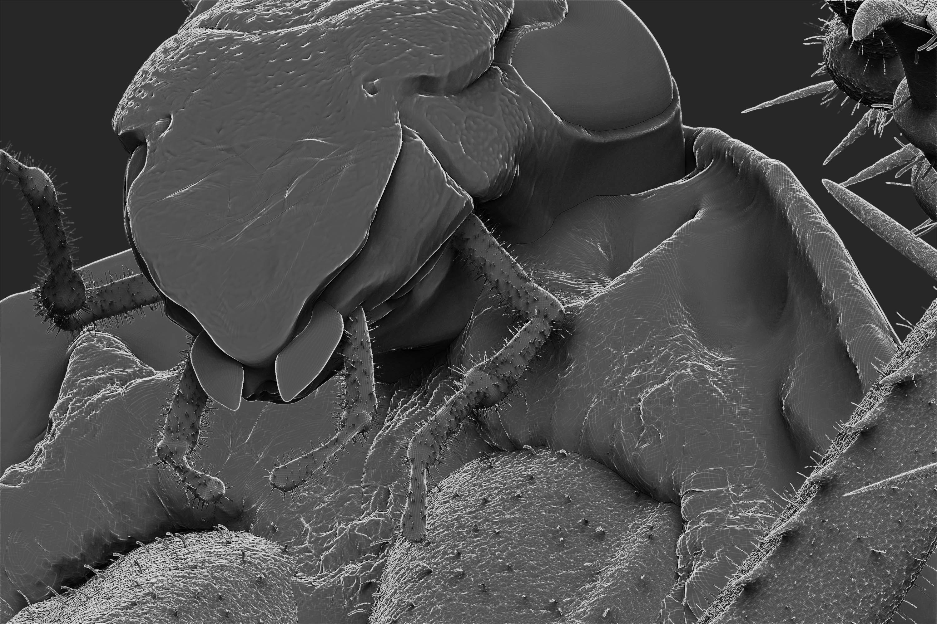 ZBrush Document10.jpg