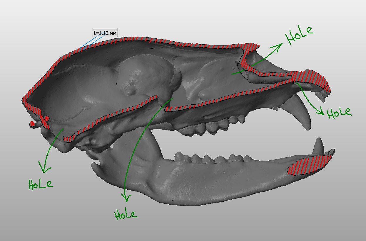 bear-skull-3d-print-ready-longitudinal-section-01.jpg