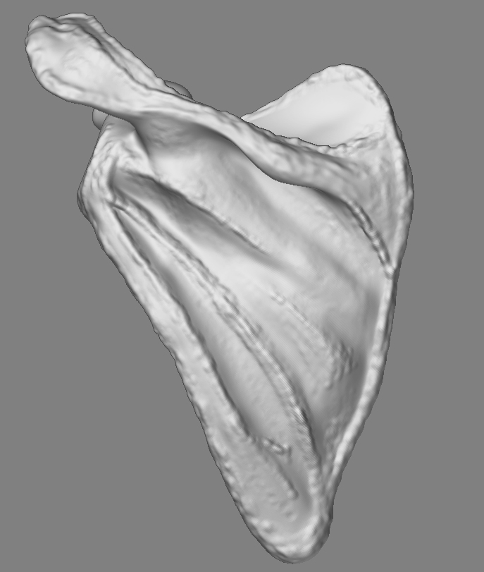 ScapulaLeastSmoothed_01.jpg
