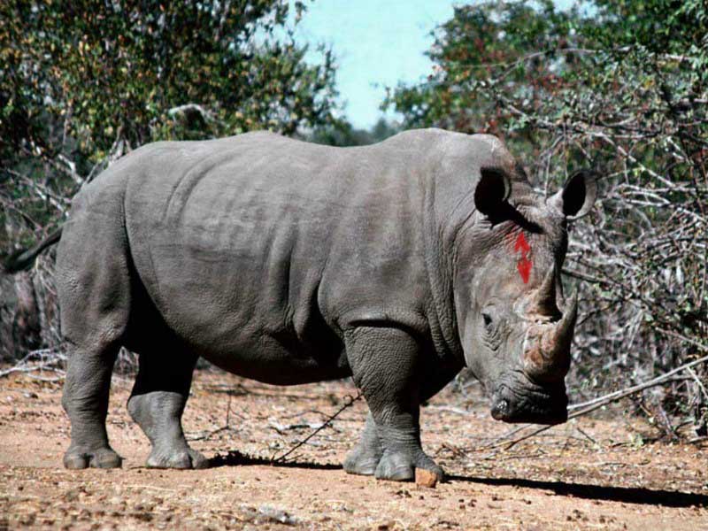 rhino.jpg