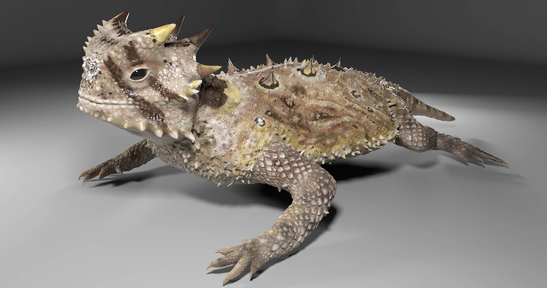 HornedLizard_posed.jpg