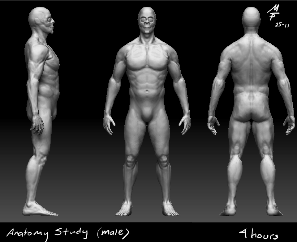 001_anatomyMale_wip.jpg
