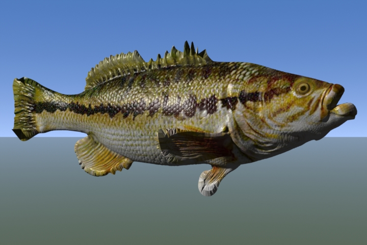 Fatty_Bass.JPG